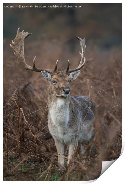 Deer with fully grown antlers Print by Kevin White