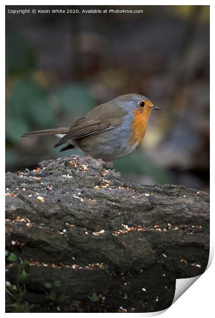 Robin red breast gardeners friend Print by Kevin White
