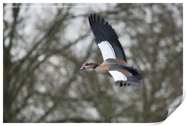 Egyptian goose in flight Print by Kevin White