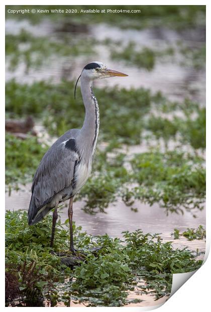Heron by pond Print by Kevin White