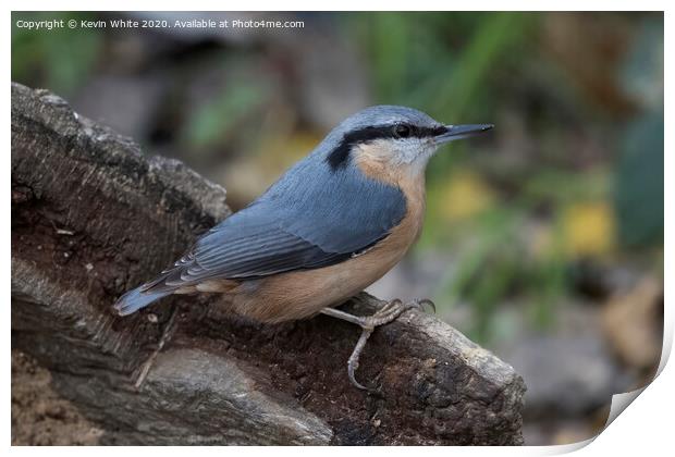 Nuthatch on the lookout Print by Kevin White