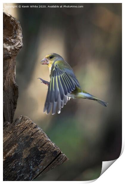 Greenfinch flying in Print by Kevin White