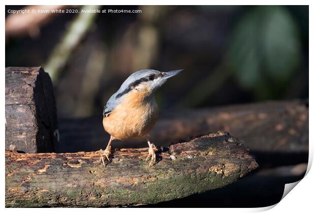 Nuthatch enjoying the winter sunshine Print by Kevin White