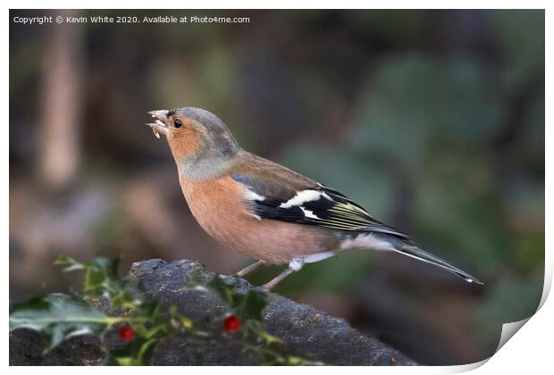 Chaffinch with seeds in beak Print by Kevin White