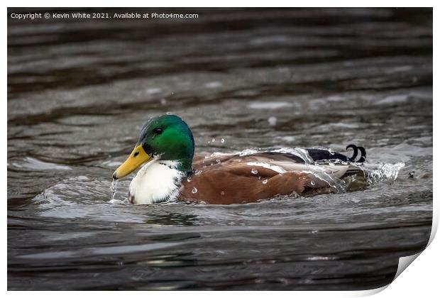 Water off a ducks back Print by Kevin White