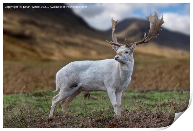 Scottish Highland young Buck Print by Kevin White