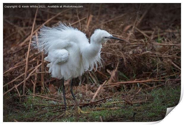 Egret fluffing himself up Print by Kevin White