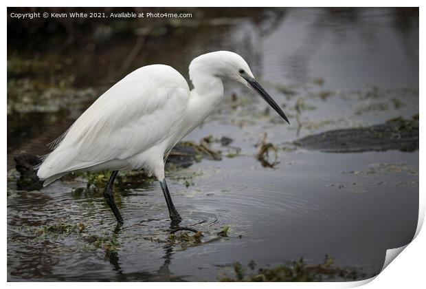 Egret wading through water  Print by Kevin White
