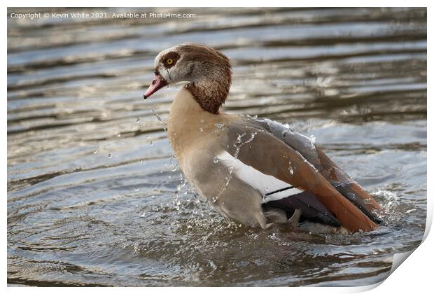 Egyptian goose having a good bath Print by Kevin White