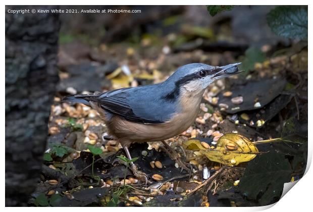 Beautiful nuthatch Print by Kevin White