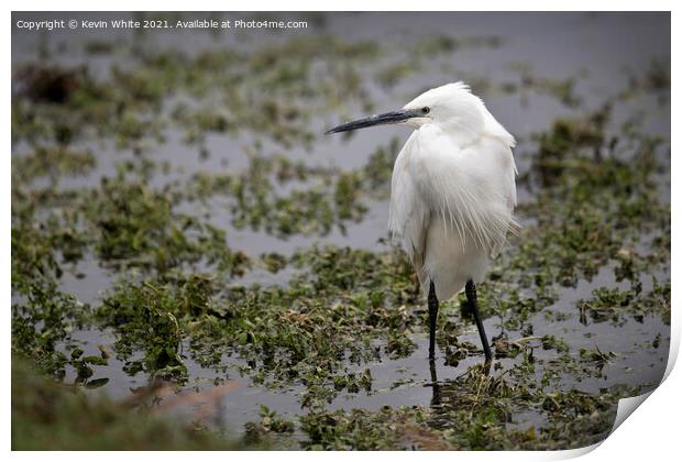 Egret wading around Print by Kevin White