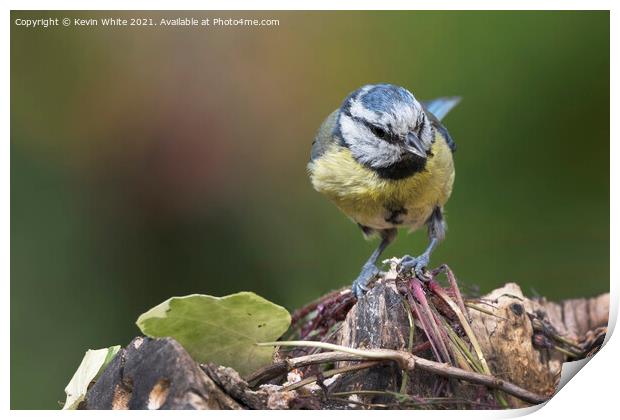 blue tit has spotted something Print by Kevin White