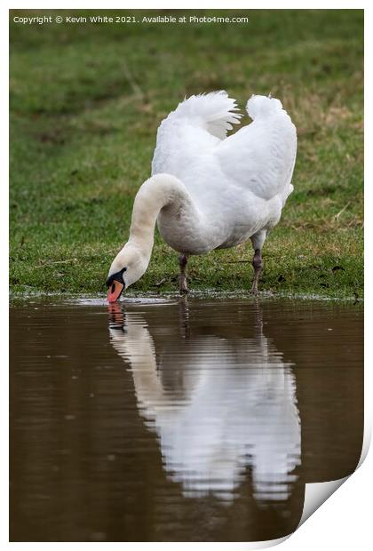 Mute swan drinking Print by Kevin White
