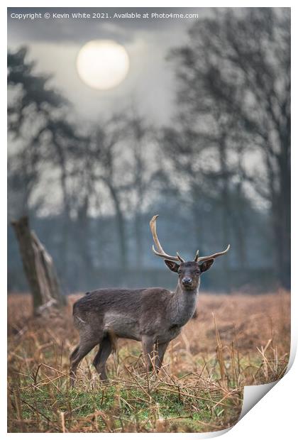 Hazy sunrise with deer Print by Kevin White