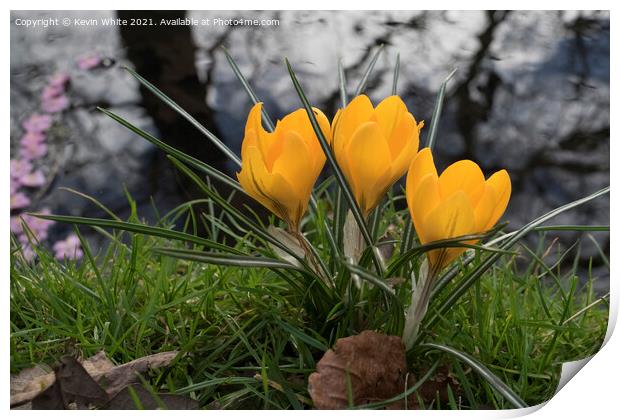 Crocus in the wild Print by Kevin White