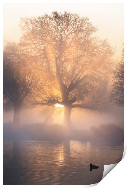 Coot in the morning mist Print by Kevin White