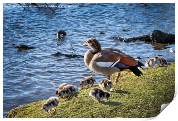 Egyptian goose with her goslings Print by Kevin White