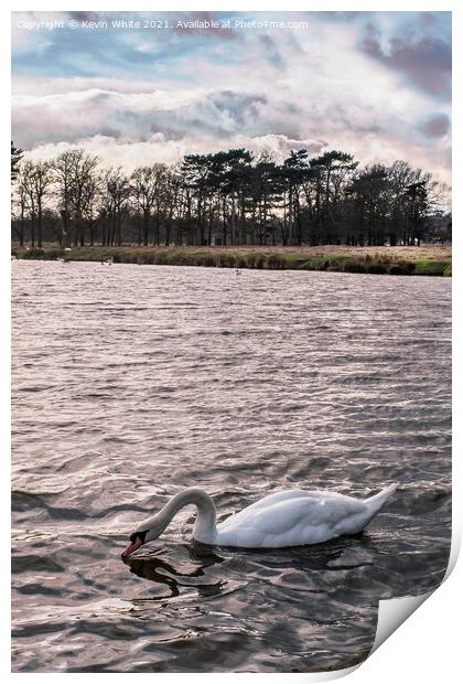Swan under gathering clouds Print by Kevin White