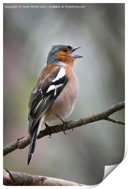 Chaffinch looking around Print by Kevin White