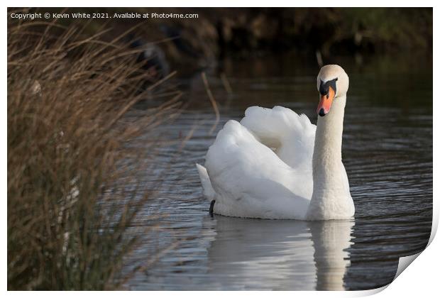 Inquisitive swan  Print by Kevin White
