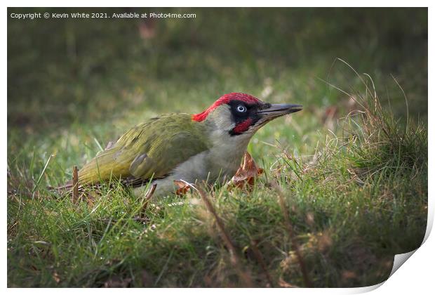 Green Woodpecker  Print by Kevin White