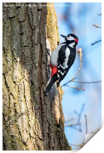 Great Spotted male Woodpecker Print by Kevin White
