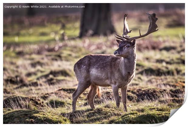 Young male deer Print by Kevin White