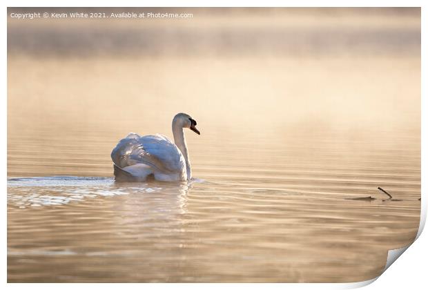 Swan backlit on misty pond  Print by Kevin White