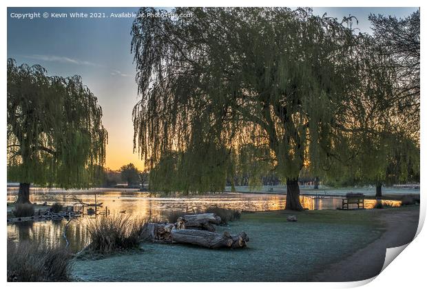 Willow trees over golden lit pond Print by Kevin White