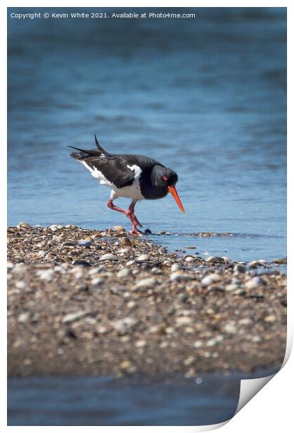 Oystercatcher Print by Kevin White