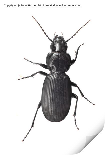 A Beetle. Print by Peter Hatter