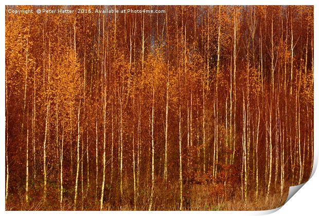 Colourful Autumn Trees Print by Peter Hatter