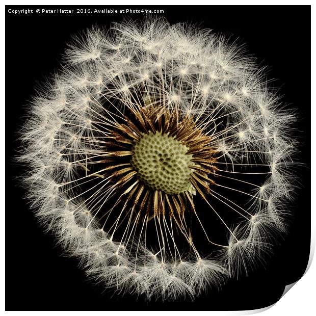 A close up of a Dandelion flower Print by Peter Hatter
