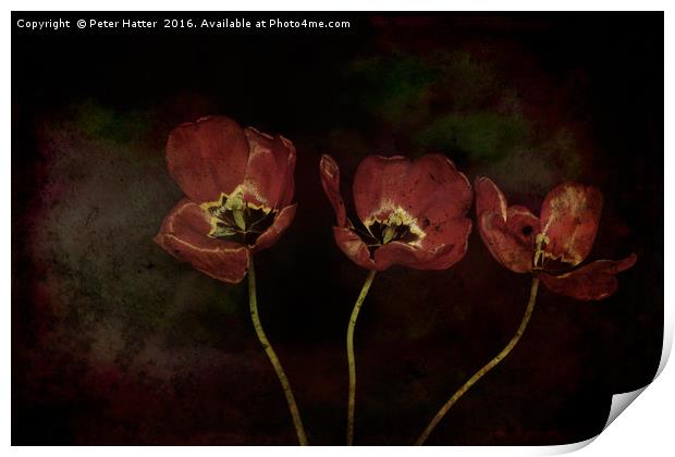 Three Red Tulips Print by Peter Hatter