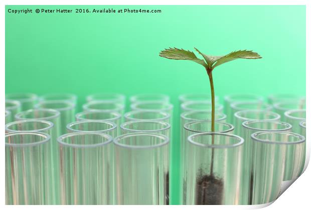 Seedling in a Test Tube. Print by Peter Hatter