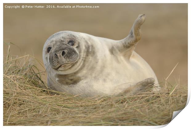 Grey Seal pup. Print by Peter Hatter