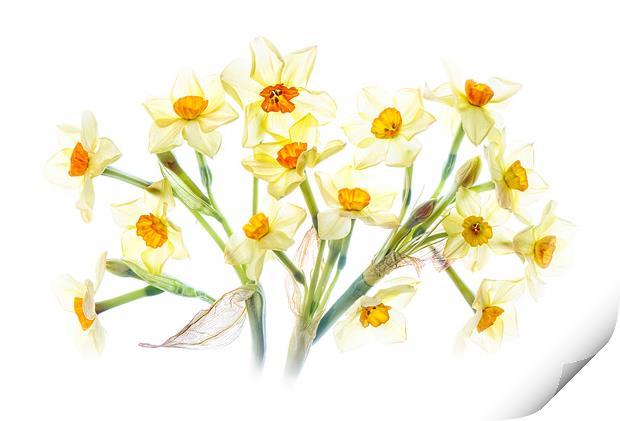 Spring Daffodils Print by Jacky Parker