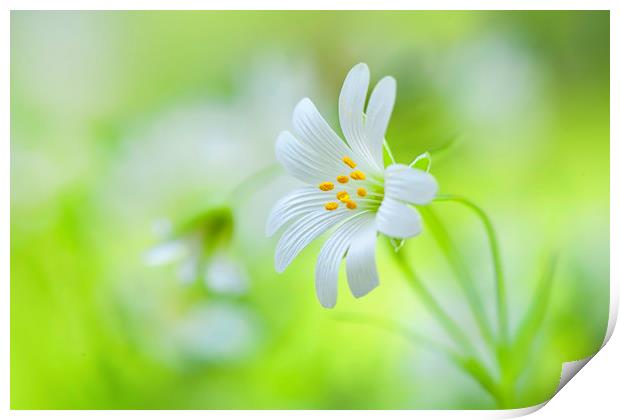Greater Stitchwort white spring flowers Print by Jacky Parker