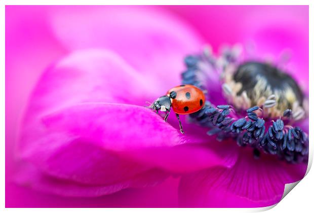Ladybird on Anemone flower Print by Jacky Parker