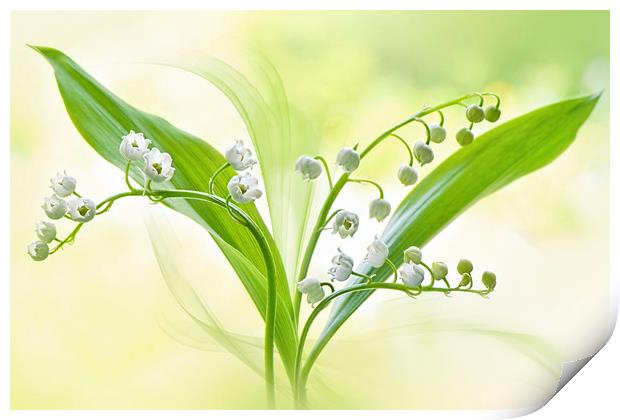 Spring white Lily of the valley flowers Print by Jacky Parker