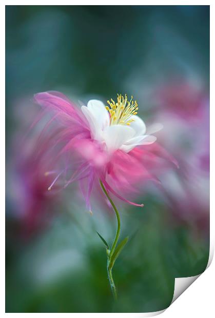 Columbine Pink Spring Flower  Print by Jacky Parker