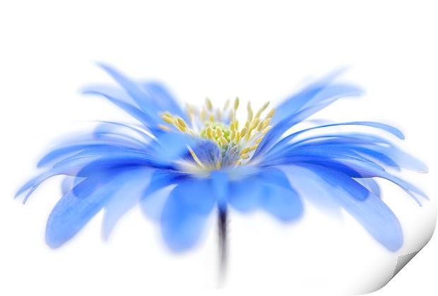 Blue Spring Windflower Print by Jacky Parker