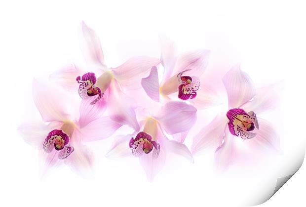 Soft Pink Orchids Print by Jacky Parker