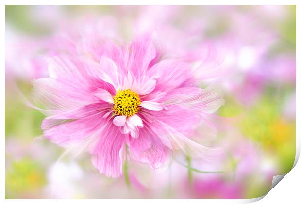 Cosmos 'Rosetta' Pink Flower Print by Jacky Parker