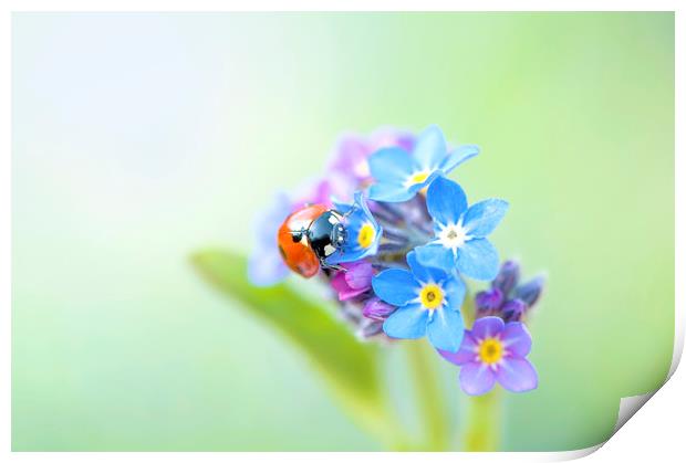 Ladybird on a Forget-me-not Flower Print by Jacky Parker