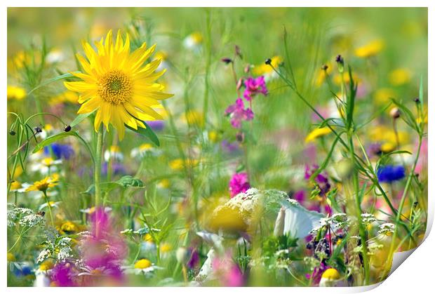 The Flower Meadow Print by Jacky Parker