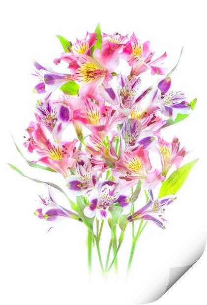 Multi-Coloured Peruvian Lilies Print by Jacky Parker
