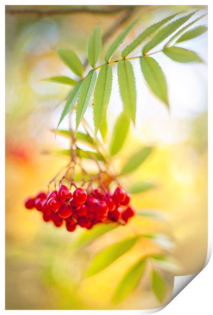 Japanese rowan 'Embley' Print by Jacky Parker