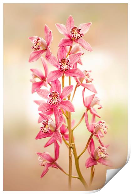 Soft Pink Orchids Print by Jacky Parker
