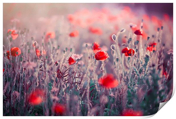 Red Field Poppies  Print by Jacky Parker